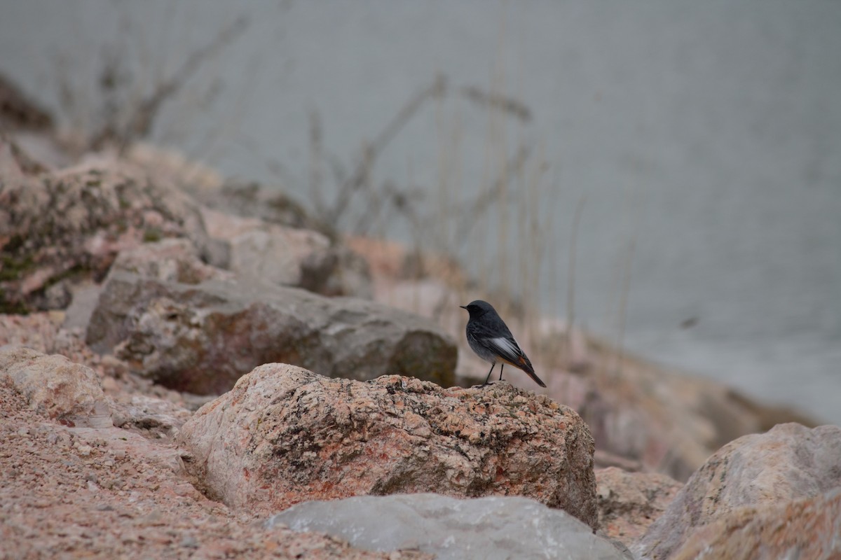 Black Redstart - ML610628810