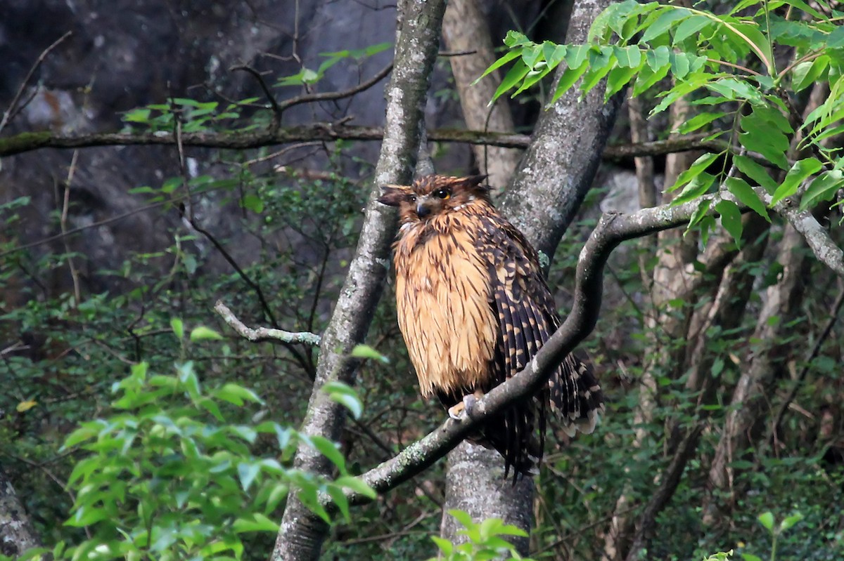 Tawny Fish-Owl - Phillip Edwards