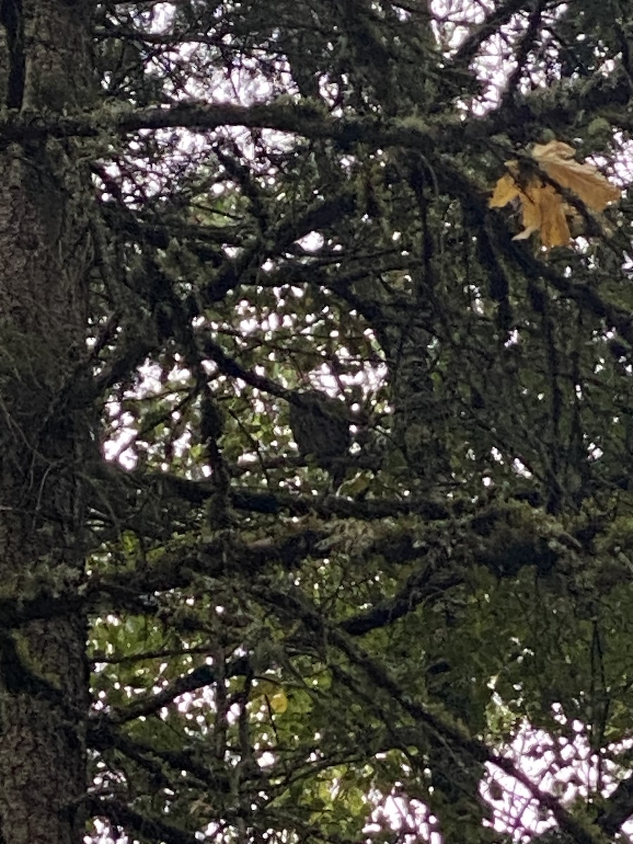 Barred Owl - ML610628817