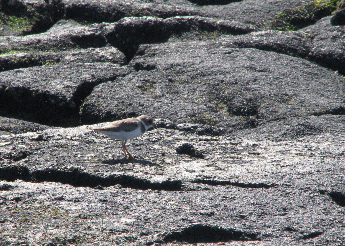 Semipalmated Plover - Robert Martin