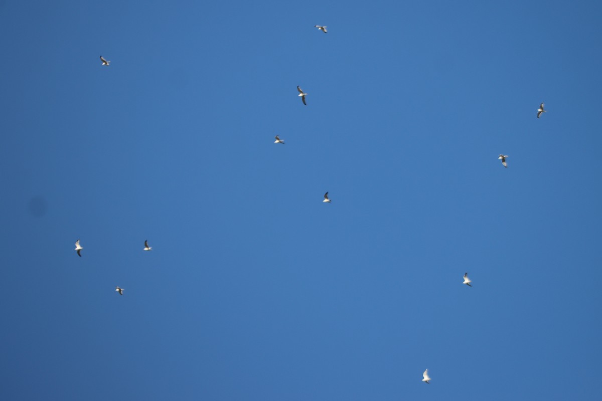 Ring-billed Gull - ML610628871