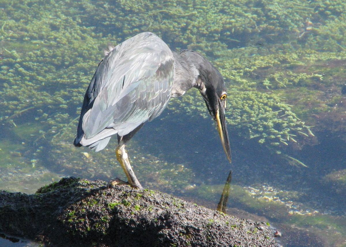 Striated Heron (Galapagos) - Robert Martin