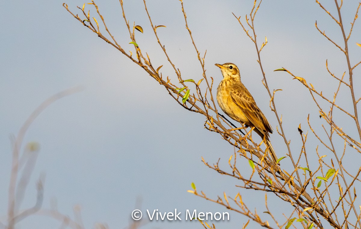 African Pipit - ML610628877