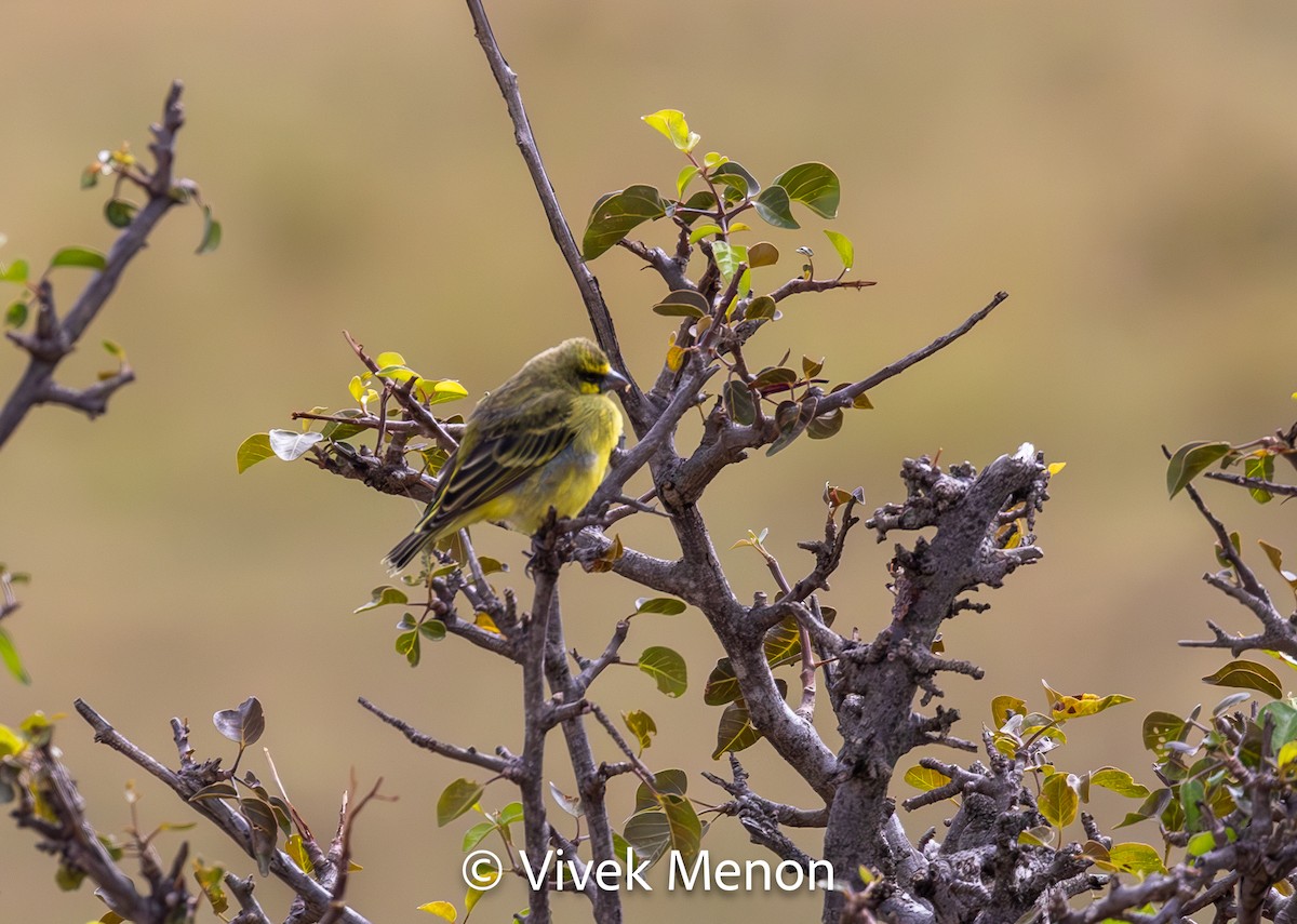Yellow-fronted Canary - ML610628883