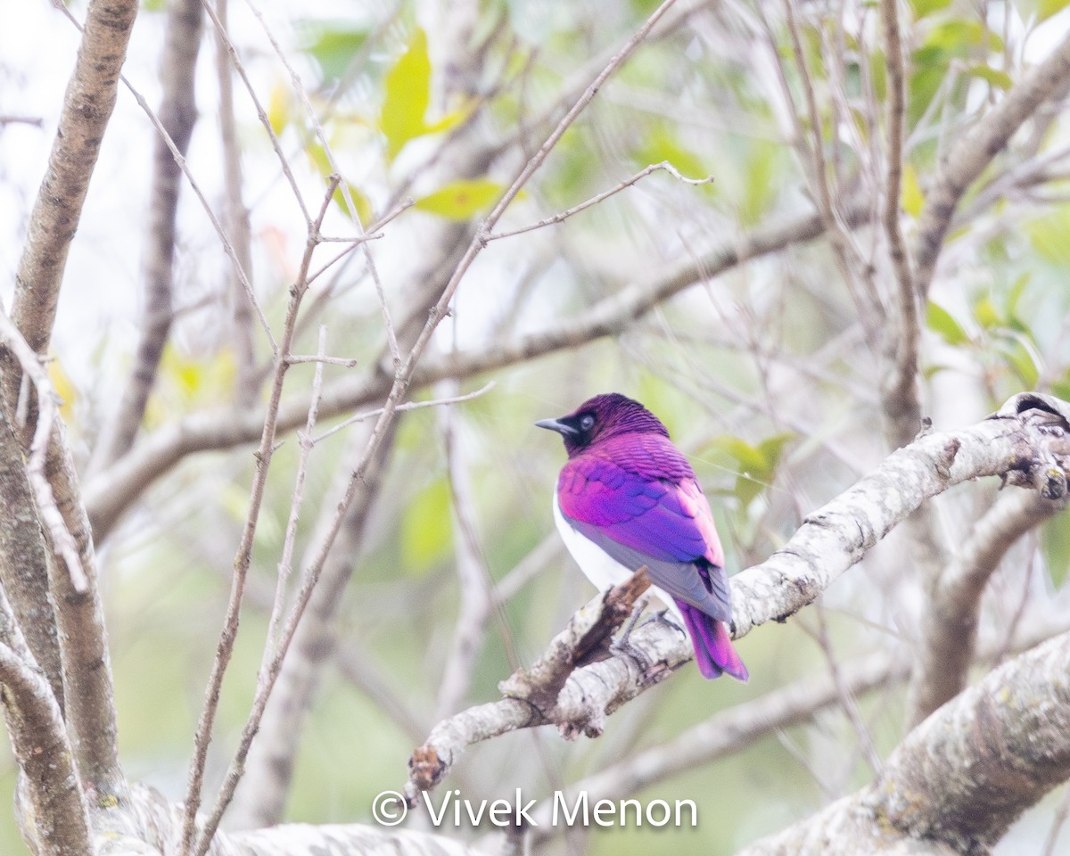 Violet-backed Starling - ML610628888