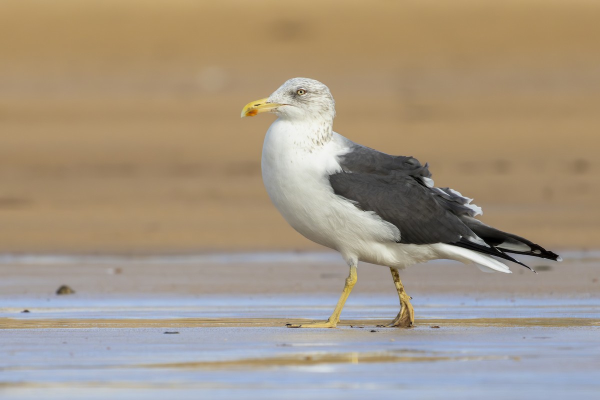 Lesser Black-backed Gull - ML610628889