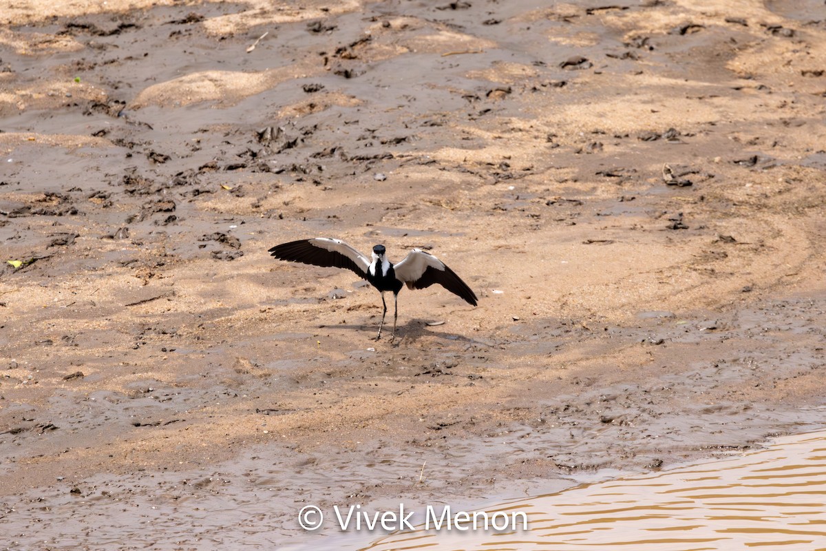 Spur-winged Lapwing - ML610628903