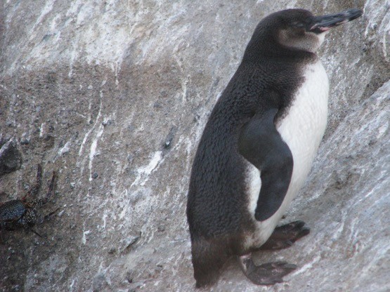 Galapagos Pengueni - ML610628961