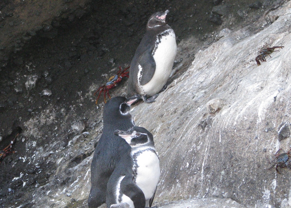 Galápagospinguin - ML610628963