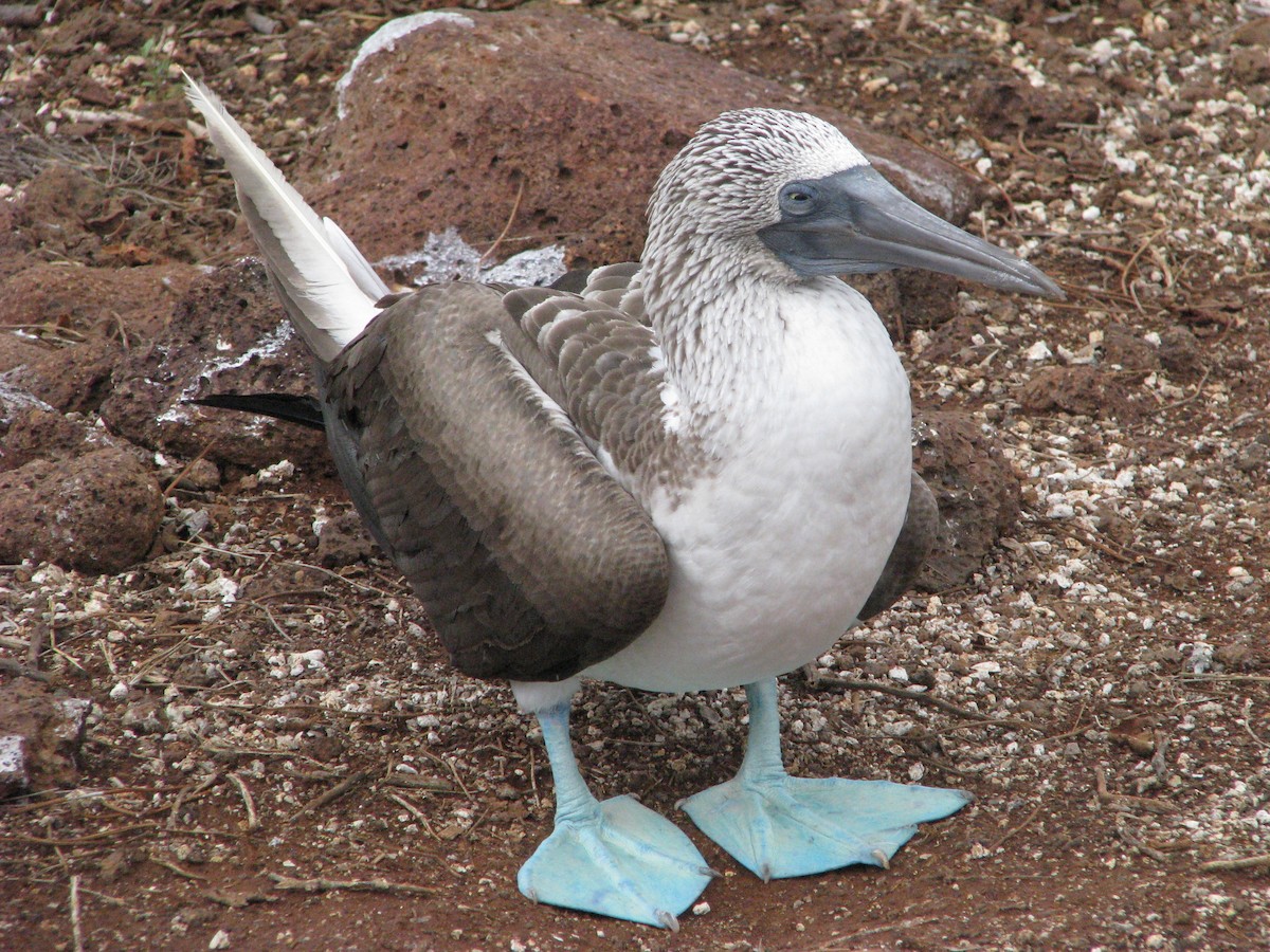 Fou à pieds bleus - ML610628968