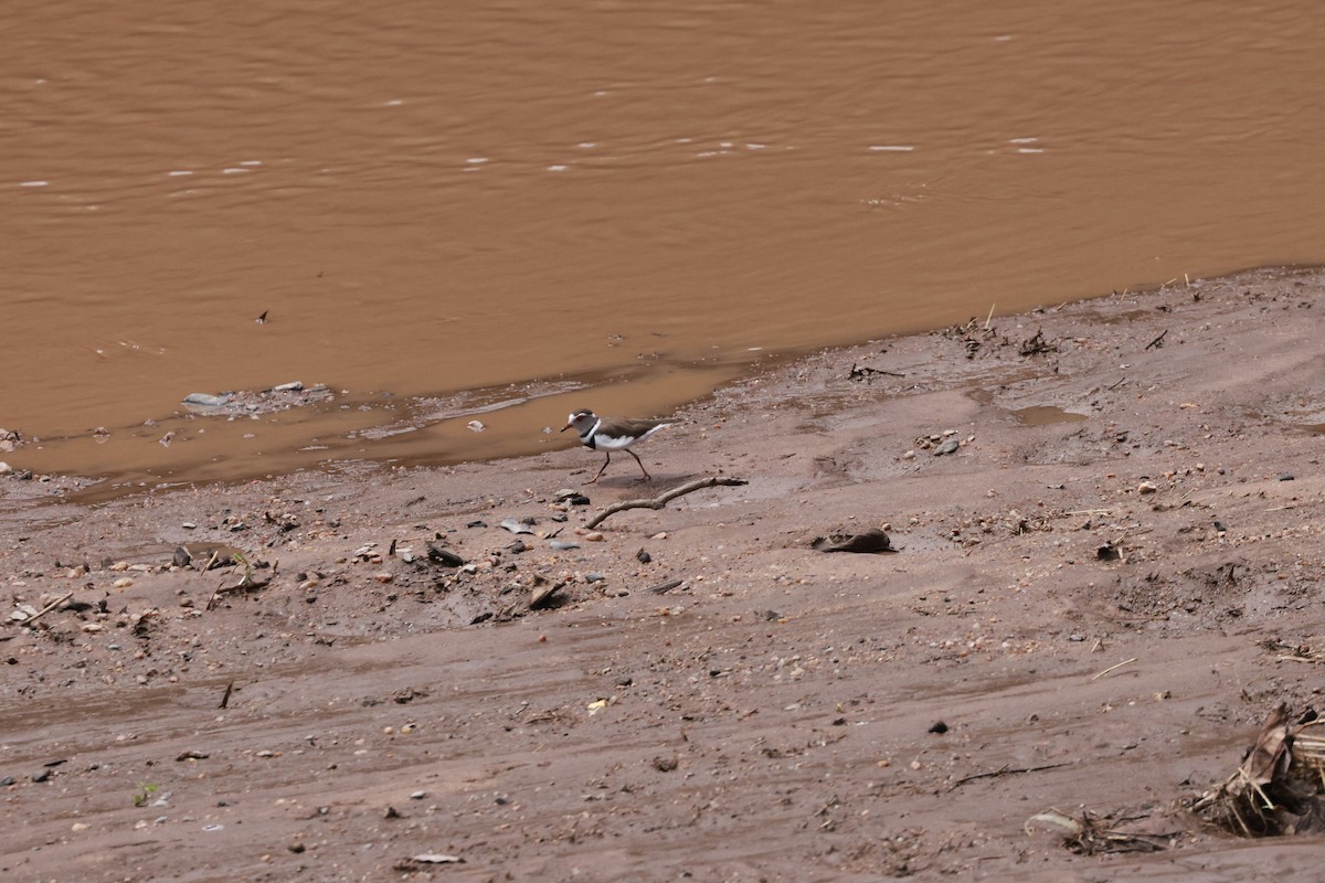 Three-banded Plover - ML610628971
