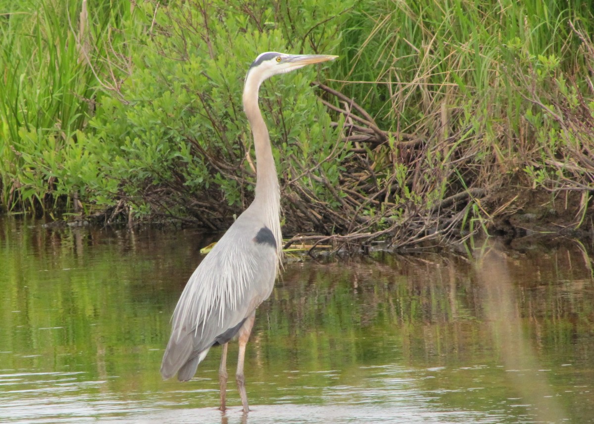 Great Blue Heron - ML610628980