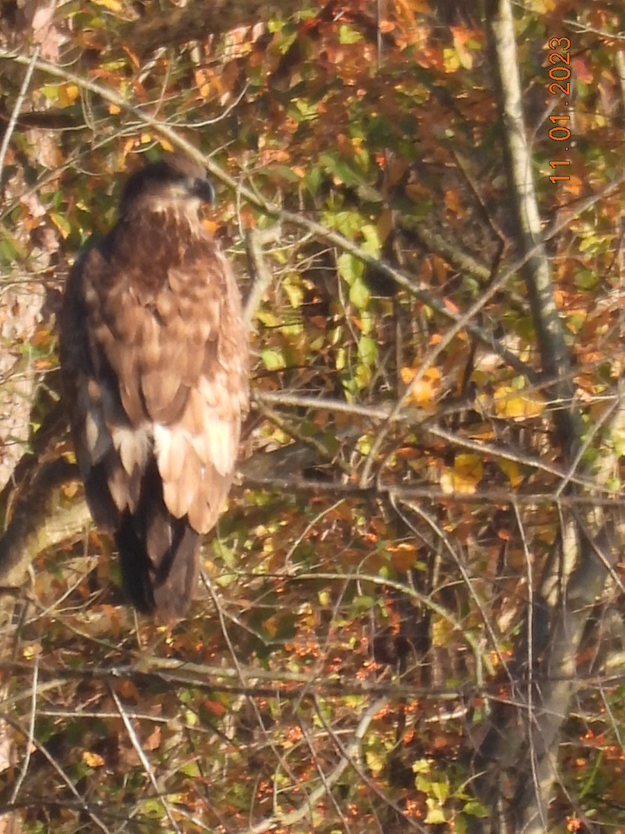 Weißkopf-Seeadler - ML610628981