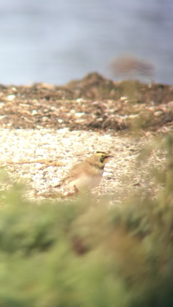 Allodola golagialla - ML610628987