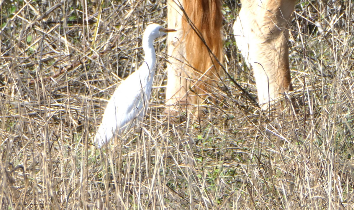 Western Cattle Egret - ML610629024