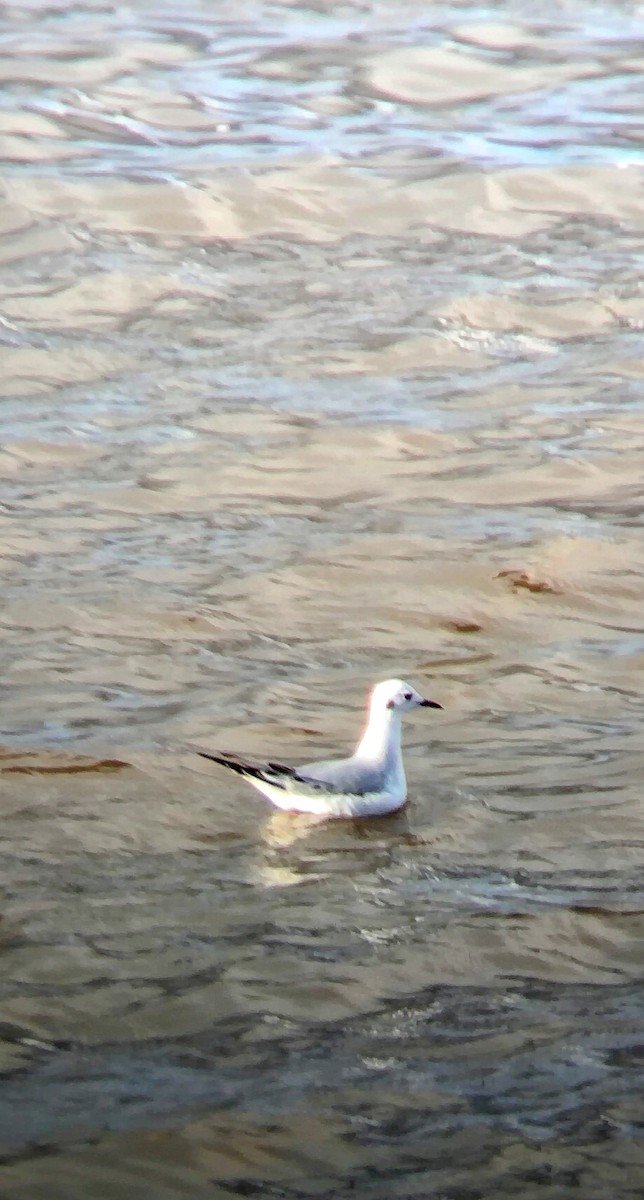 Bonaparte's Gull - ML610629055