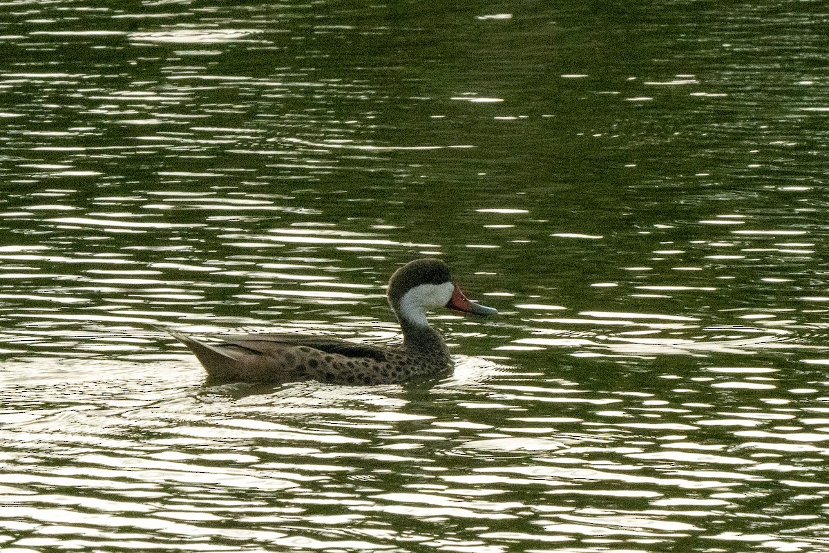 White-cheeked Pintail - ML610629063
