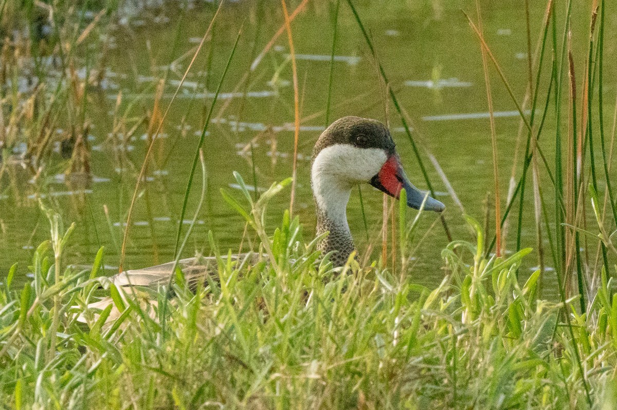 White-cheeked Pintail - ML610629064