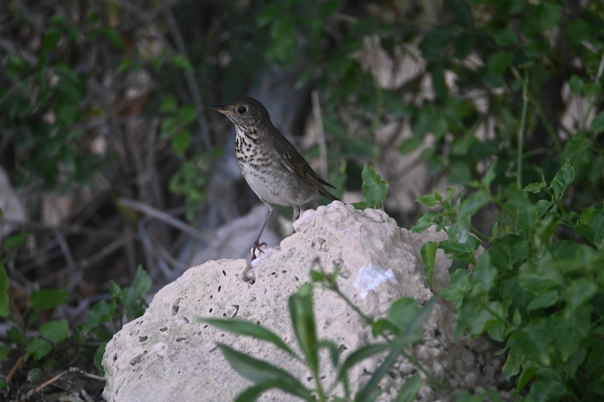 Gray-cheeked Thrush - ML610629069