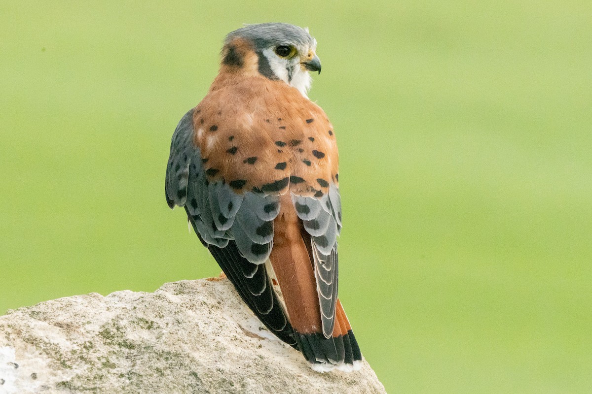 American Kestrel - ML610629073