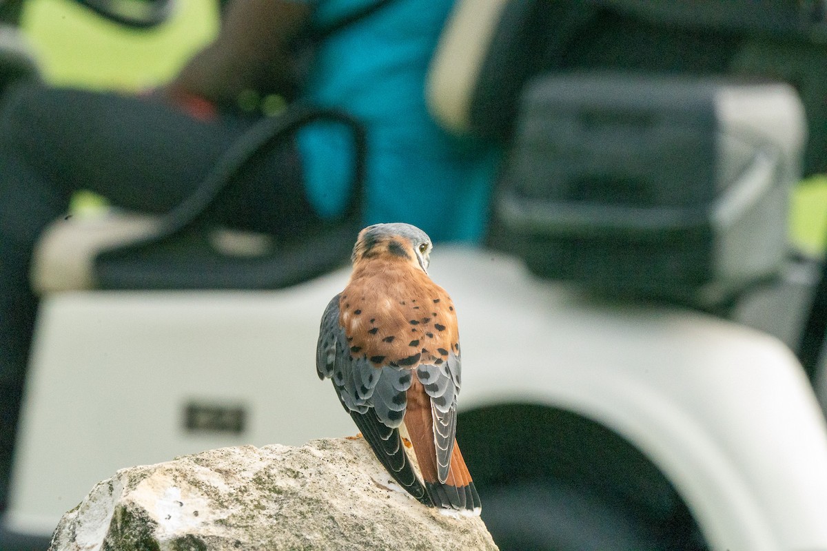 American Kestrel - ML610629074