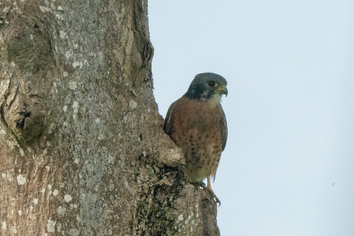 American Kestrel - ML610629075