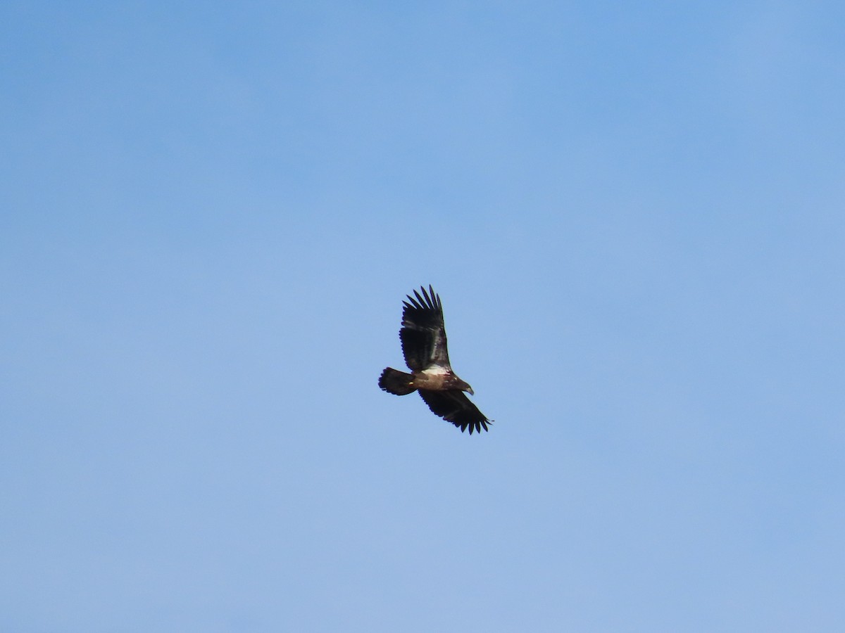 Bald Eagle - Kim Wylie