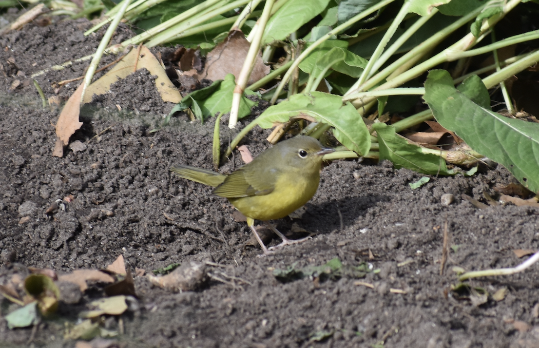Mourning Warbler - ML610629163