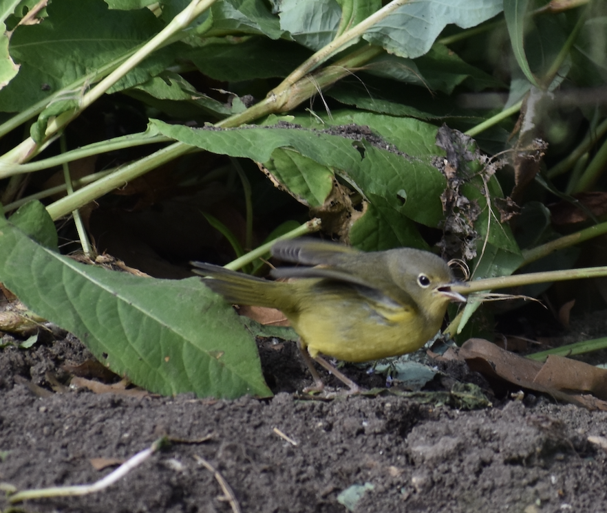 Mourning Warbler - ML610629164