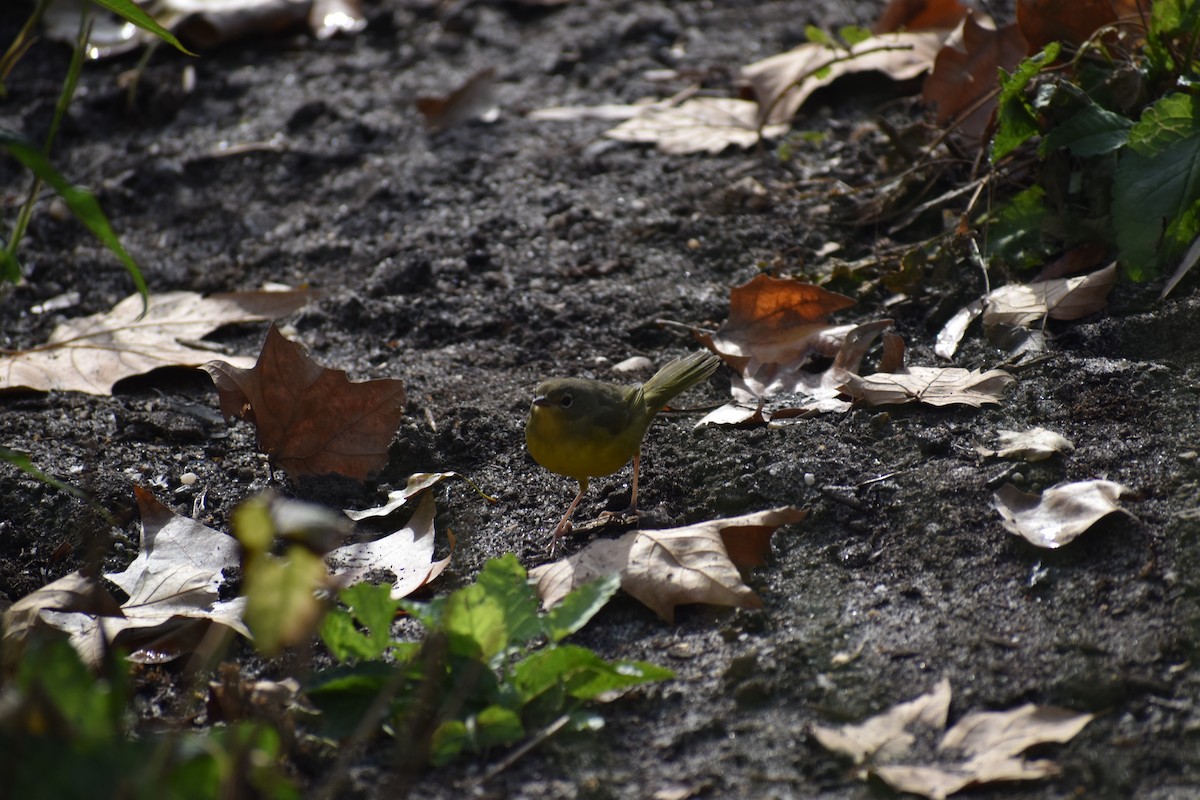 Mourning Warbler - ML610629166