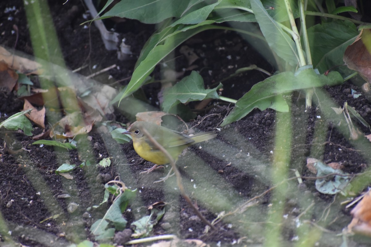 Mourning Warbler - ML610629167