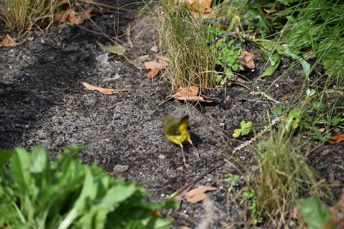 Mourning Warbler - ML610629168