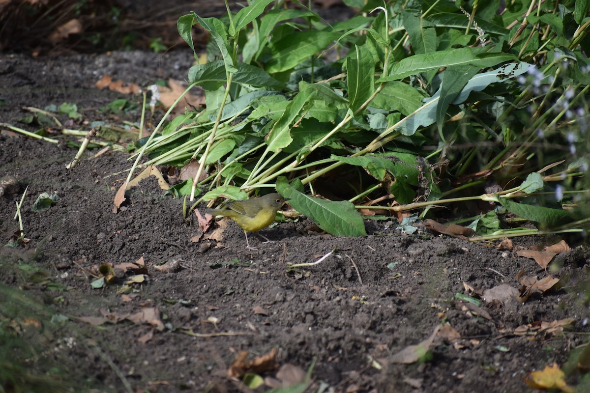 Mourning Warbler - ML610629169