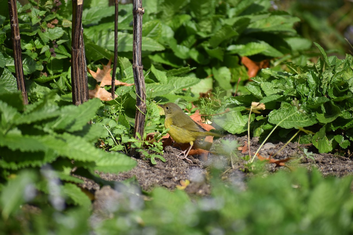 Mourning Warbler - ML610629170