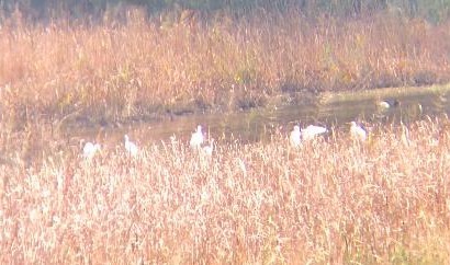 Great Egret - ML610629285