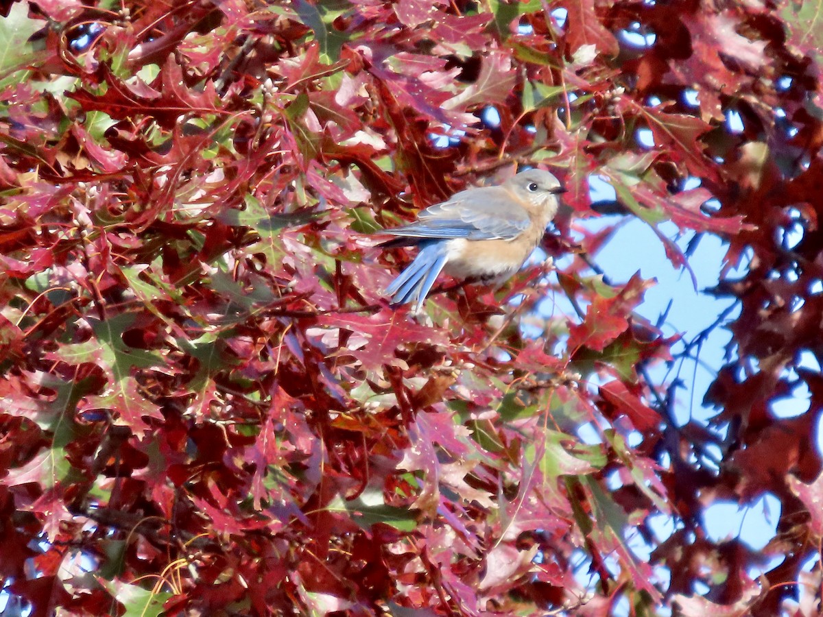 Eastern Bluebird - Kim Wylie