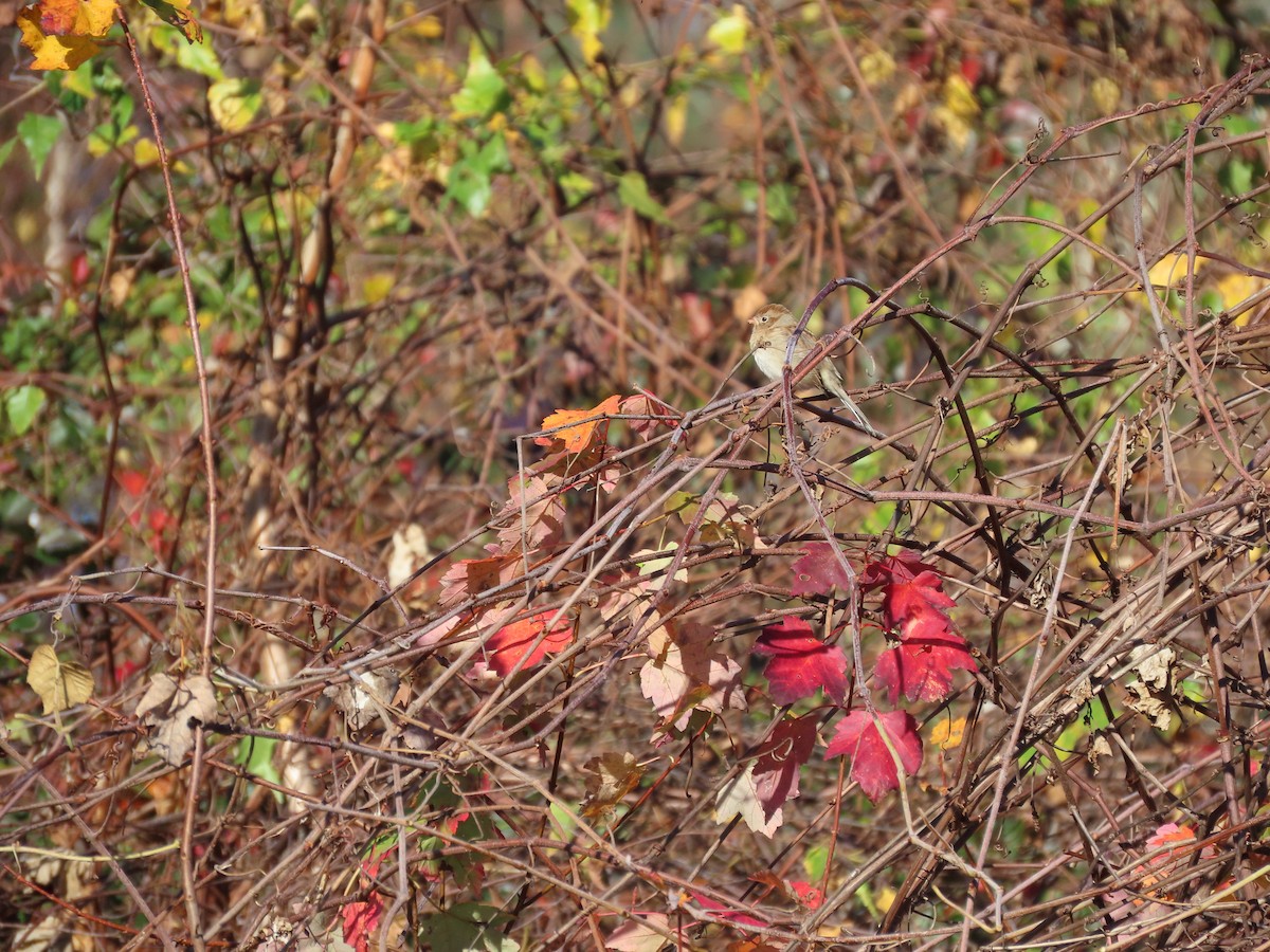 Field Sparrow - ML610629313