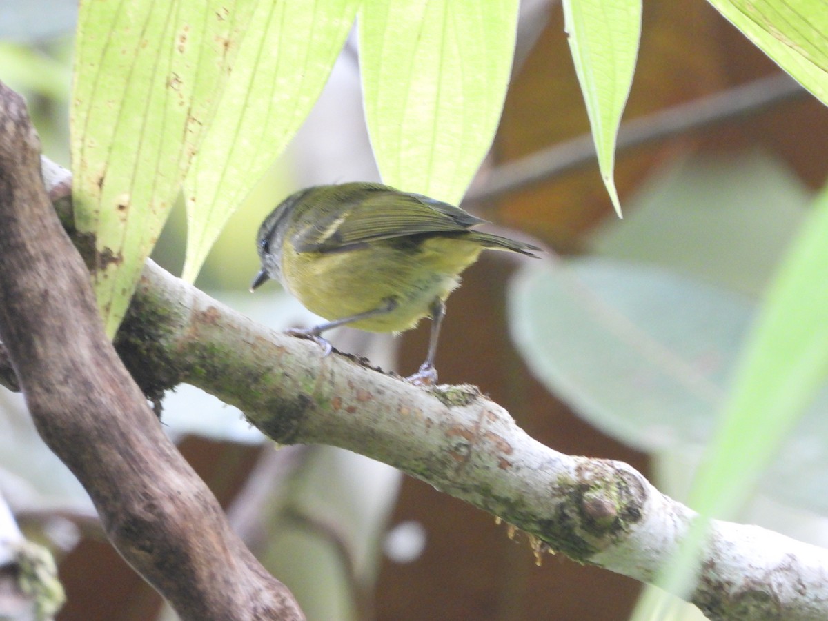 Mosquitero Isleño (ceramensis) - ML610629331