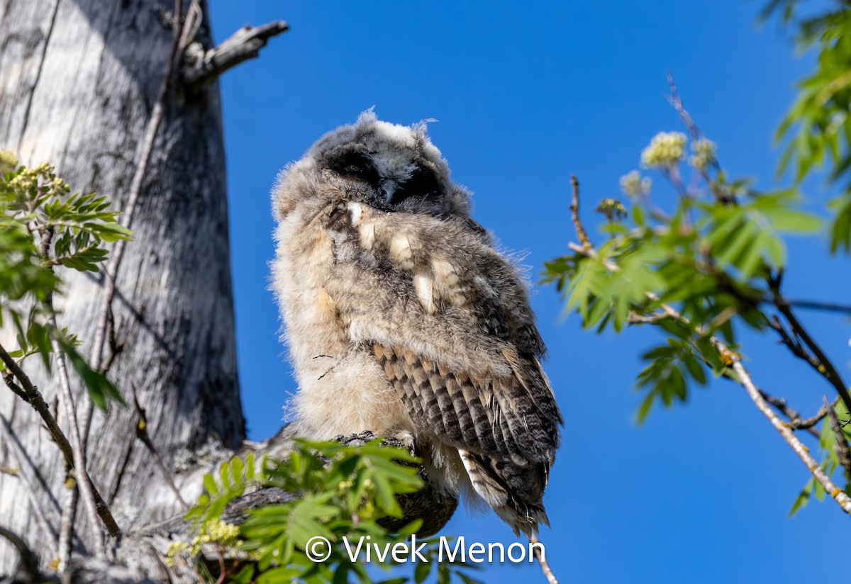 Long-eared Owl - ML610629342