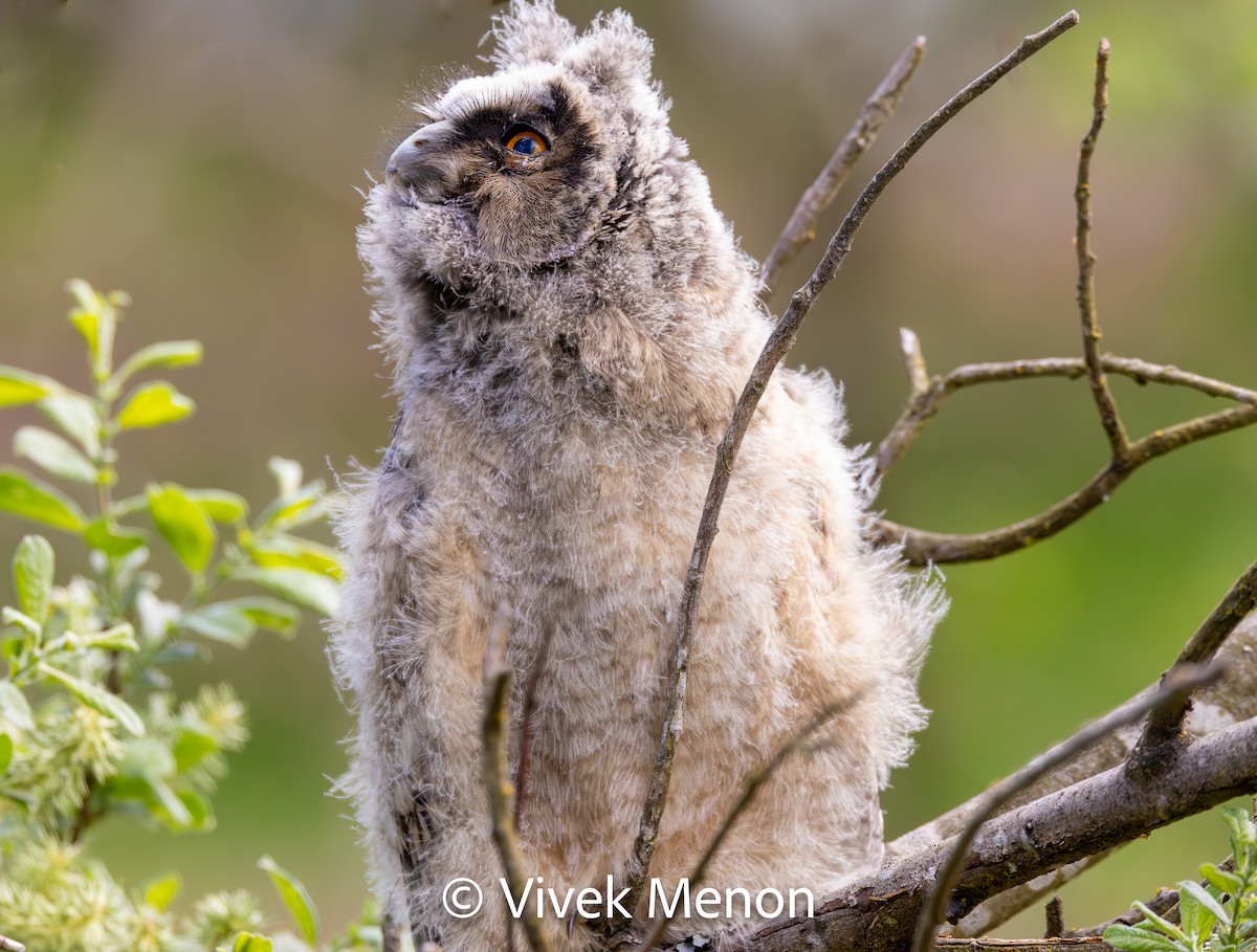 Long-eared Owl - ML610629344