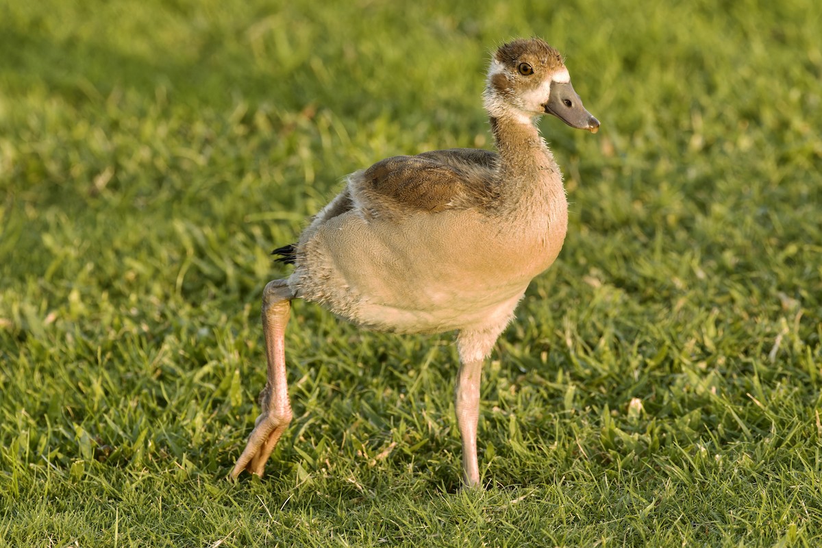 Egyptian Goose - Ted Burkett