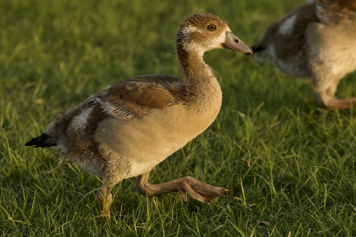 Egyptian Goose - Ted Burkett