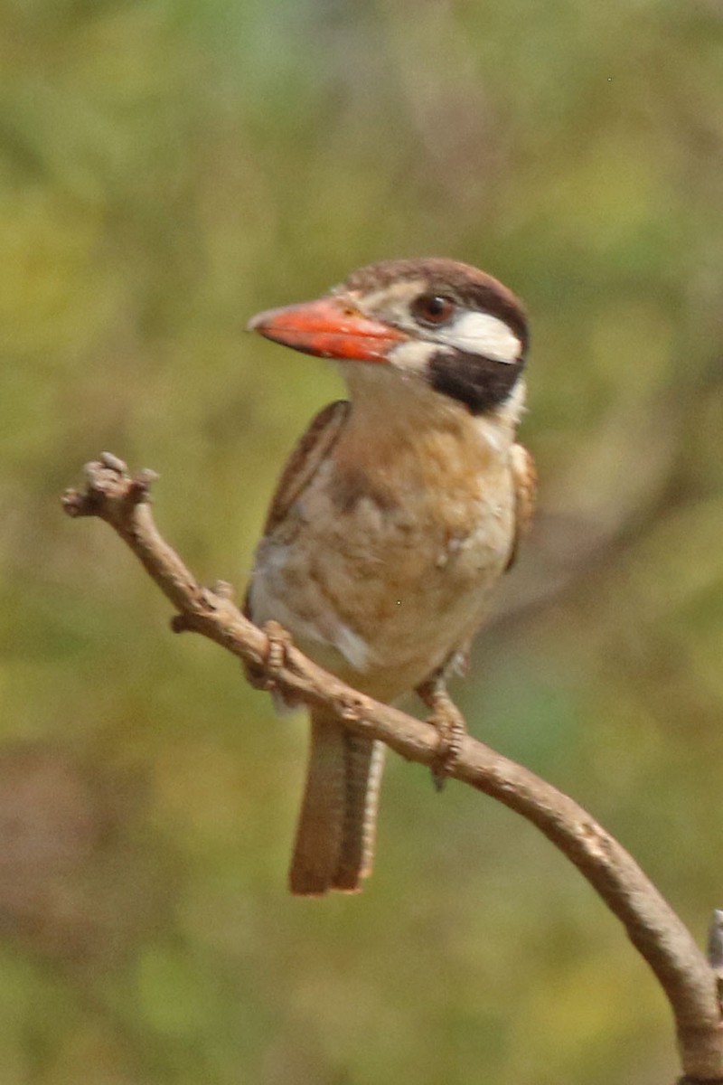 White-eared Puffbird - ML610629412