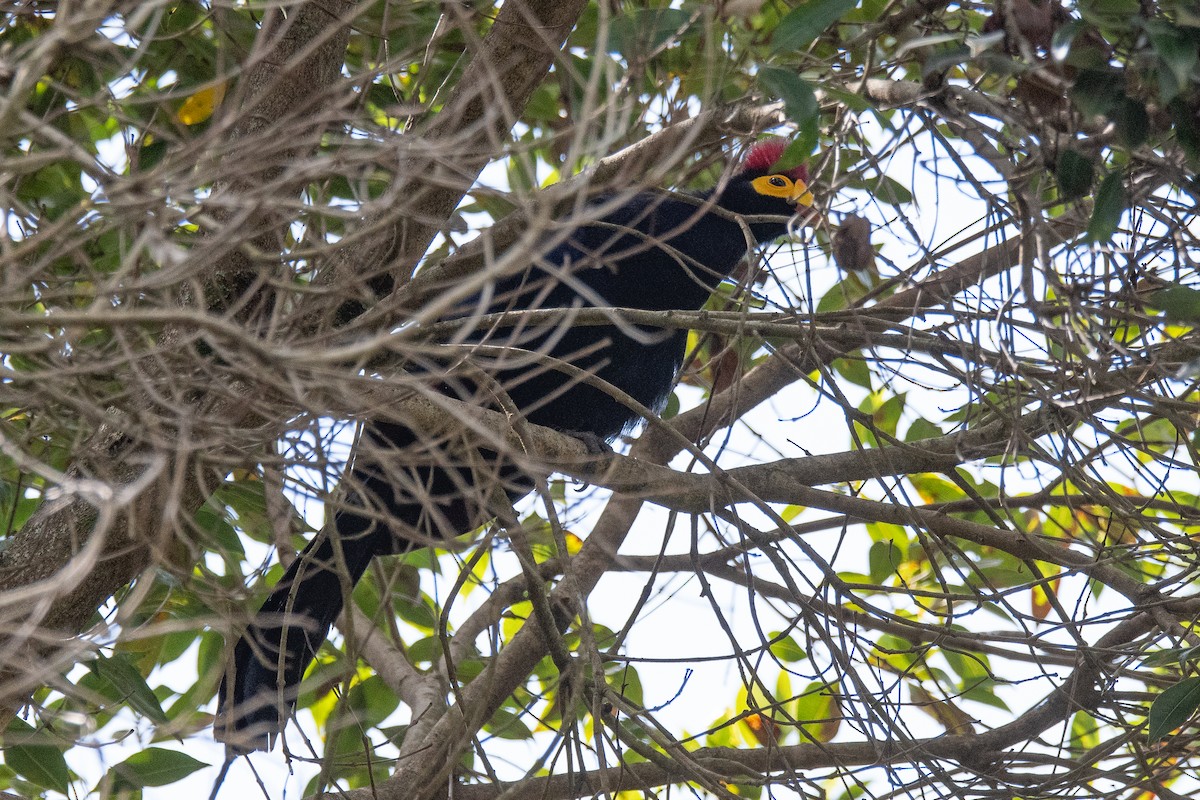 Ross's Turaco - ML610629453