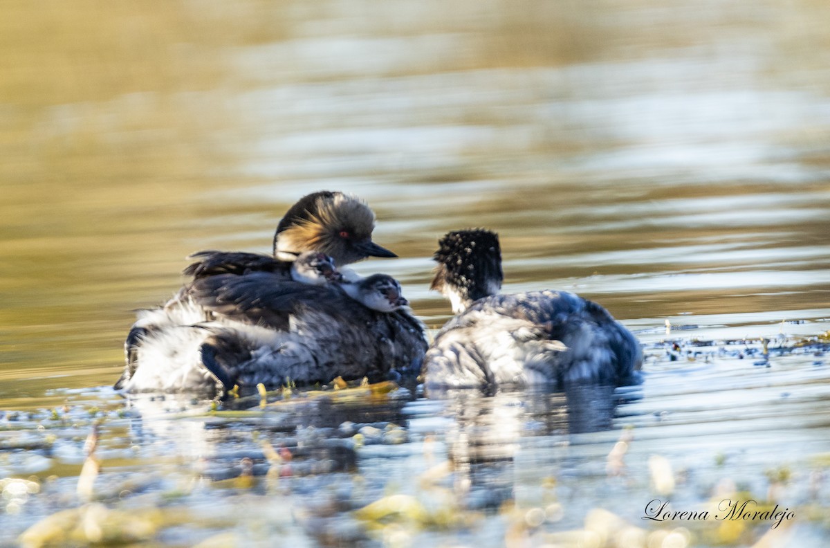 Silvery Grebe - ML610629588