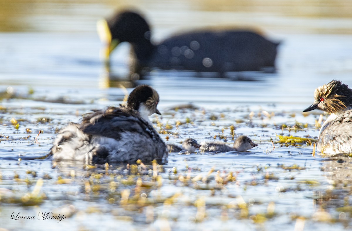 Silvery Grebe - Lorena Moralejo