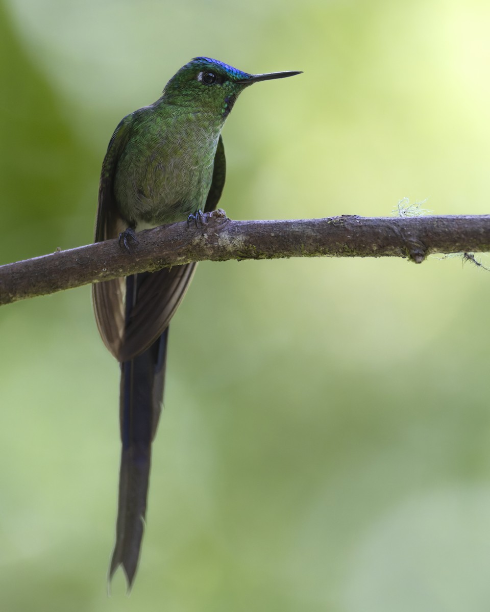 Long-tailed Sylph - ML610629702