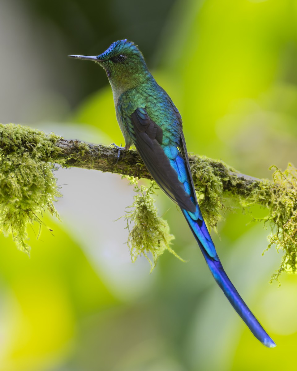 Long-tailed Sylph - ML610629703