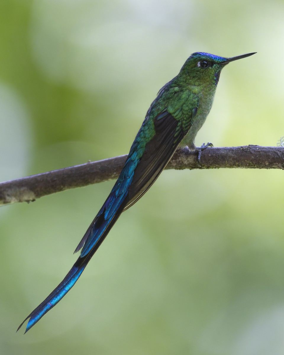 Long-tailed Sylph - ML610629704