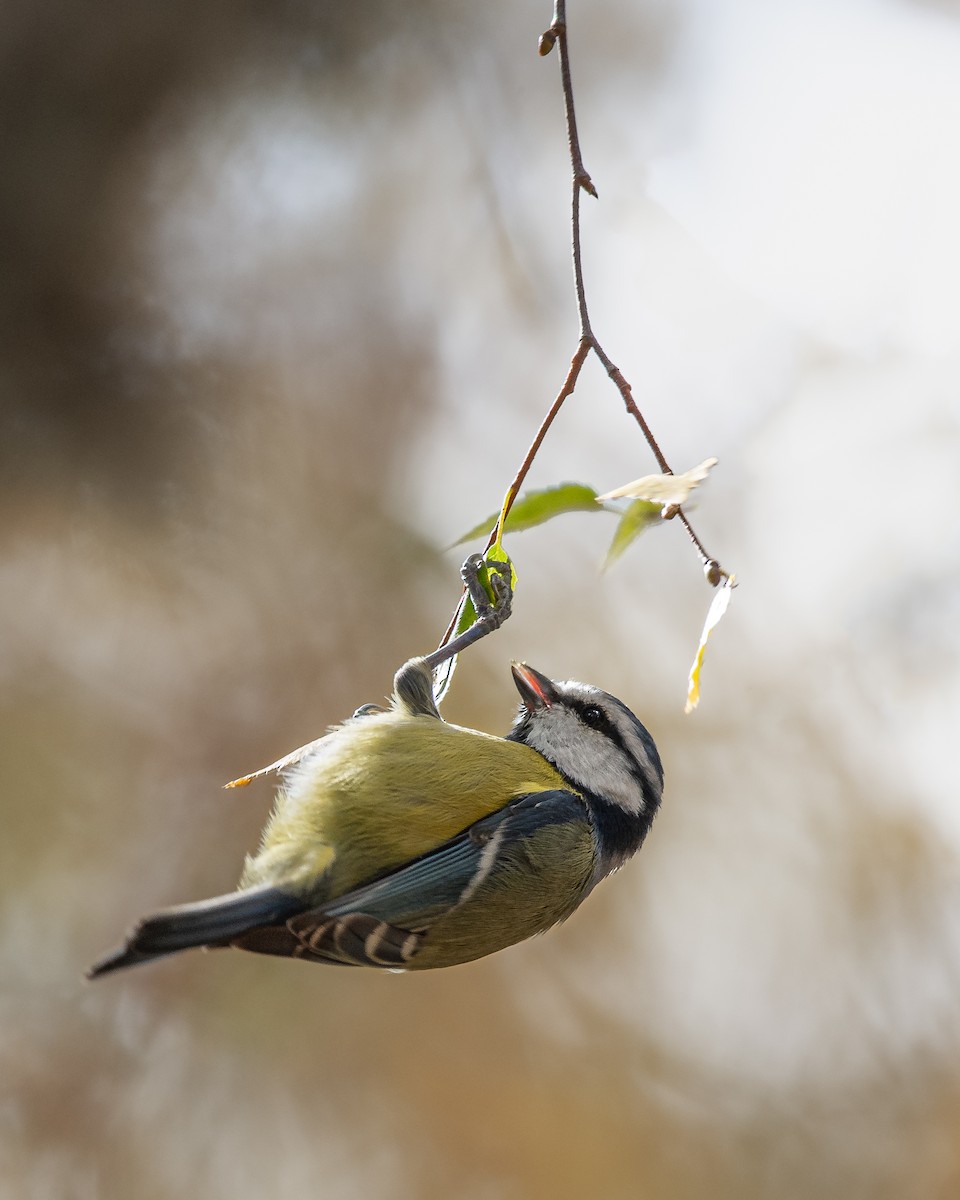 Eurasian Blue Tit - ML610629710